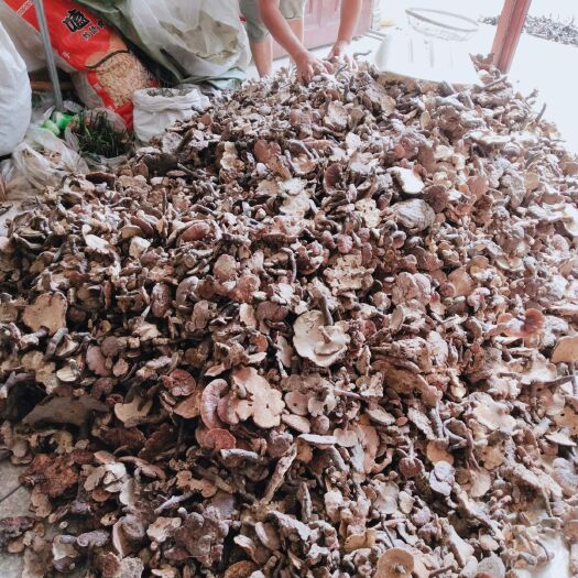 乐业县 红灵芝，黑灵芝，血灵芝