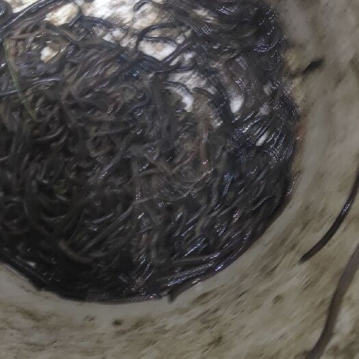 天门市 精品地龙