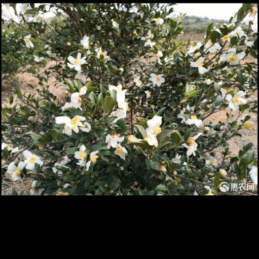 祥云县山茶花 要的老板快点联系我，价格可以商量。