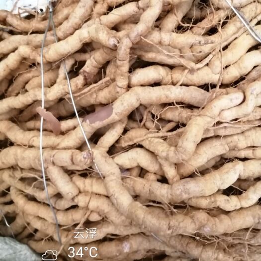 郁南县新鲜巴戟，鲜干货，巴戟挑选过的，直接在山上挑选过的货