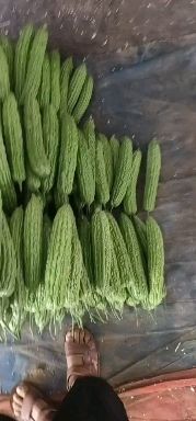 青州市绿状元苦瓜  冷棚青皮苦瓜，绿龙系列精品