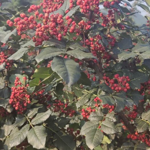 宝鸡红花椒 特级 鲜花椒