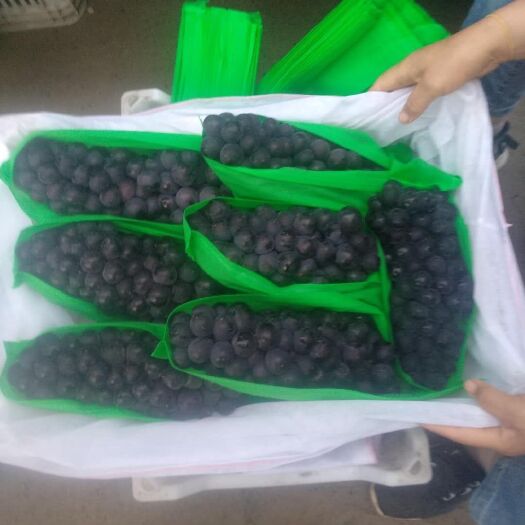 大荔县 精品夏黑葡萄，支持视频看货，