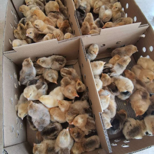 广州芦花鸡苗 纯正红芦花 孵化场直销 质量优质 价格美丽