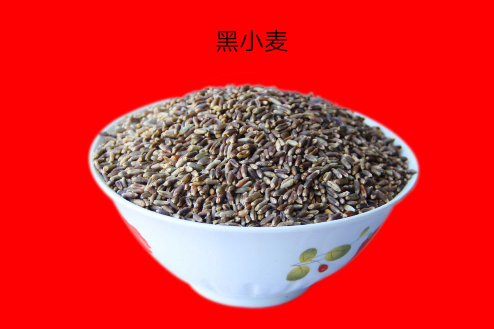 黑麦  咖啡黑 特高筋黑小麦