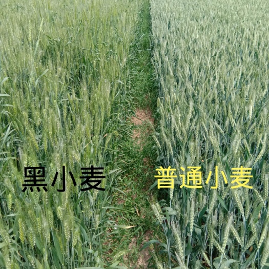 黑麦  咖啡黑 特高筋黑小麦