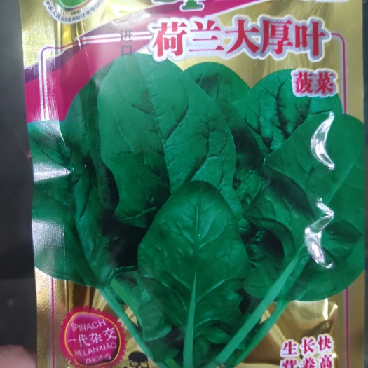 夏邑县大叶菠菜种子 荷兰大厚叶菠菜  一代杂交 直立型易捆扎