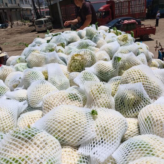 定西棉籽壳 松花莱，