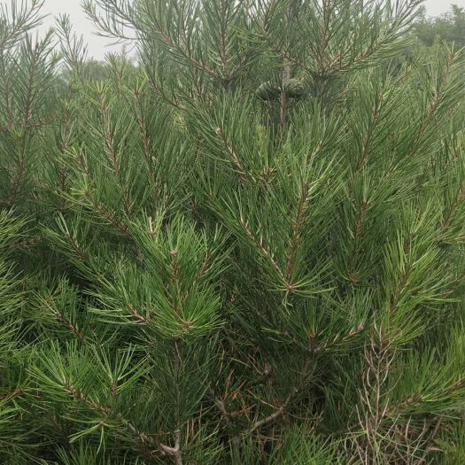 宝鸡 大田白皮松