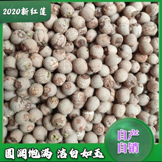 湘潭县湖南湘莲 带心红莲子 新货颗粒饱满品相佳 量大价优 源头厂货