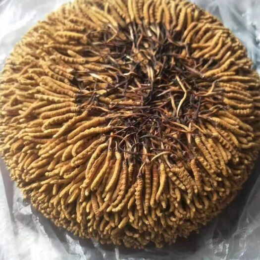 香格里拉香格里拉虫草