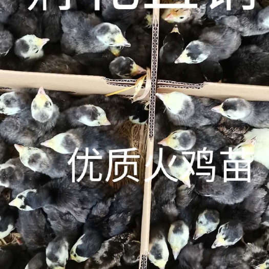 南宁贝蒂娜火鸡苗  孵化直销一手货源，常年供应，贝蒂娜，青铜火鸡苗，脱温火鸡苗