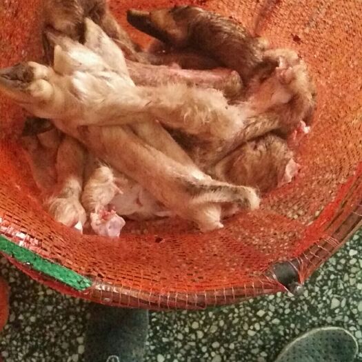 巴彦淖尔羊蹄 蒙古养蹄
