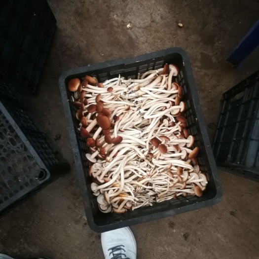 盘州市普通茶树菇 味道鲜美