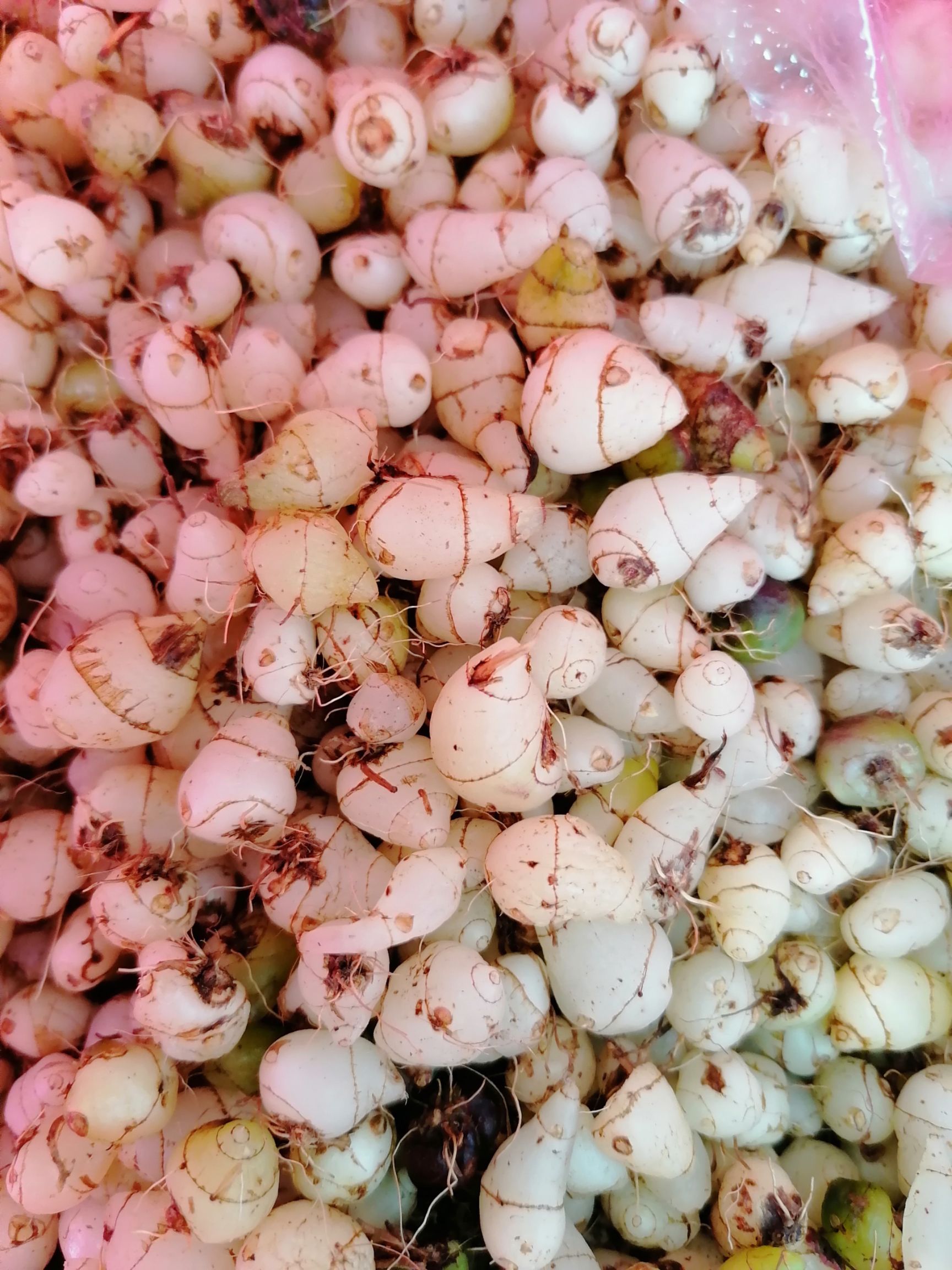 黄花白芨苗 黄花白芨 圆白芨 小白芨 白芨包邮