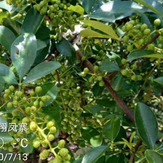 苍溪县九叶青花椒苗大红袍花椒苗现挖现发根系好成活率高
