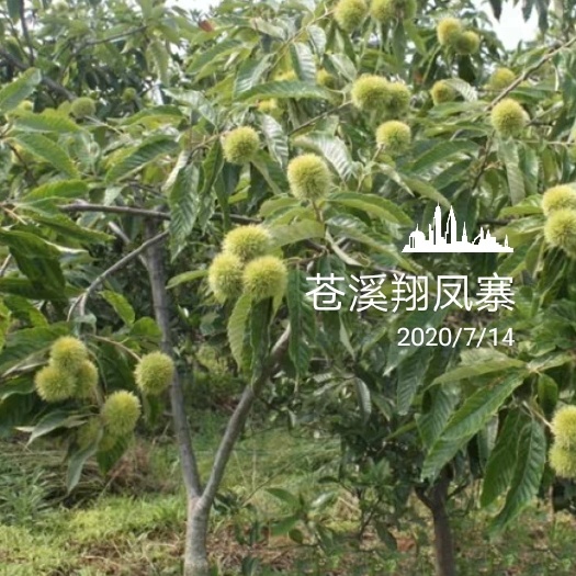 苍溪县嫁接良种大红袍板栗苗农大一号板栗苗品种纯正成活率高