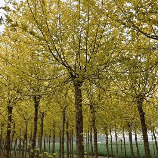 精品 高杆金叶榆