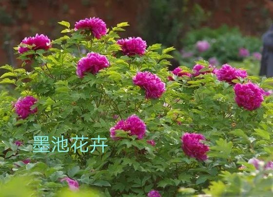 菏泽一到五年观赏牡丹欢迎来电咨询。