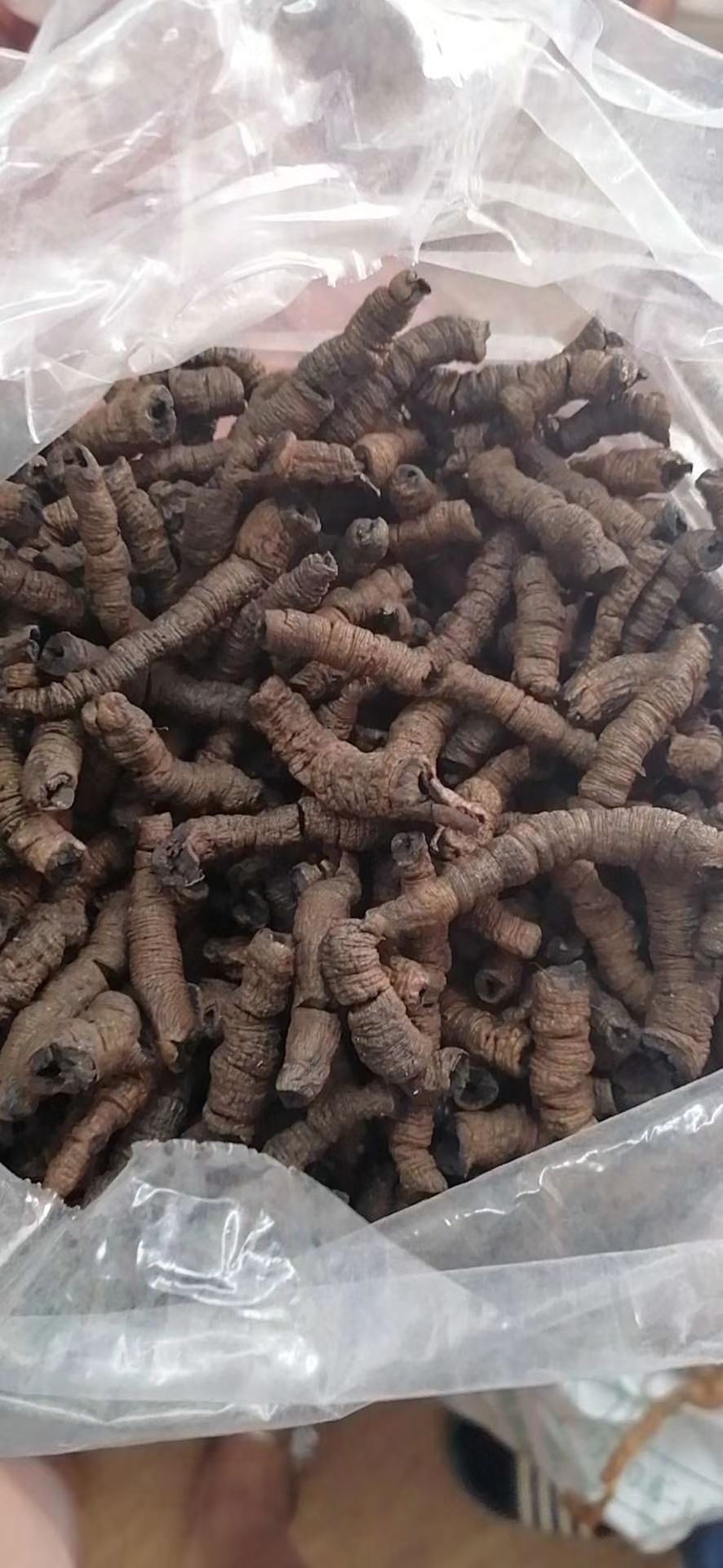中药材乌枣
