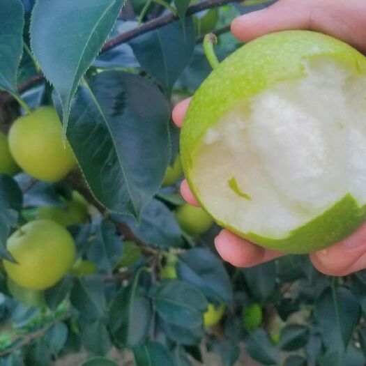 蒙城县 绿宝石梨 脆冠梨 黄花梨 已上市