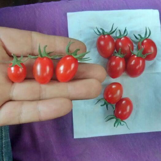 吴忠 枸杞红圣女果