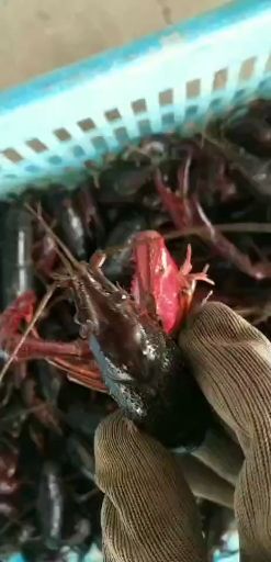 潜江市 4-6，青红虾，，