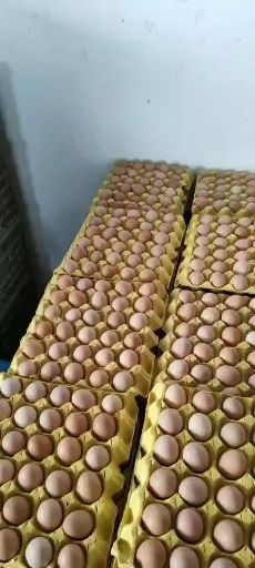 东台市土鸡种蛋 孵化 箱装