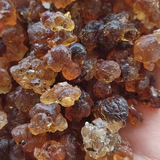 随县桃胶，人工采摘桃胶，爆米花桃胶，颗粒桃胶