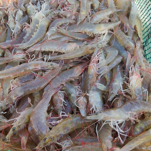中国对虾  35条左右的海水虾棚虾