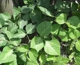 常宁市 嘢生葛根中秋节前后开始大量供应