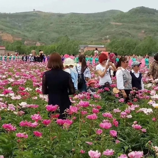 菏泽美丽芍药  开花芍药三年苗栽上全部开花，花海芍药苗根绿化工程