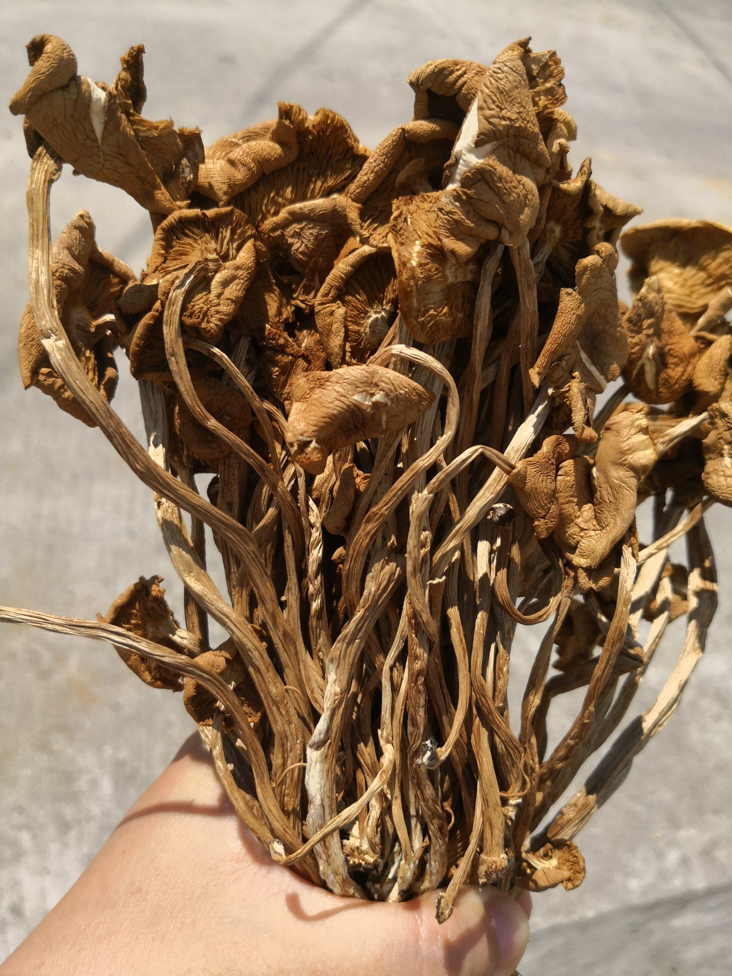  🍀【开伞茶树菇】1袋250g