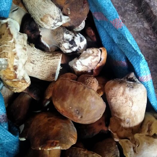 丽江 云南丽江牛肝菌，口感一流