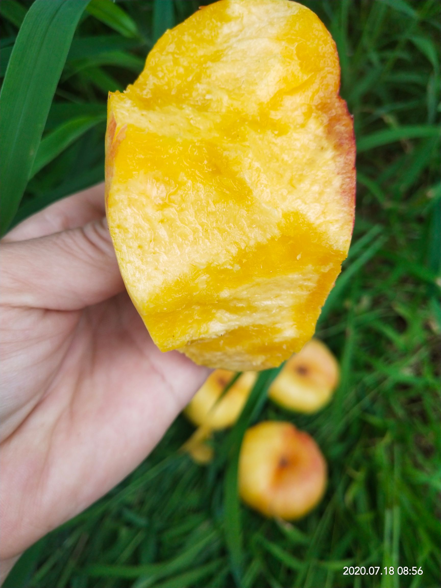 [油蟠桃批發] 黃油蟠桃甜脆蒙陰高山嶺地紙袋種植果園直髮現摘現發5斤