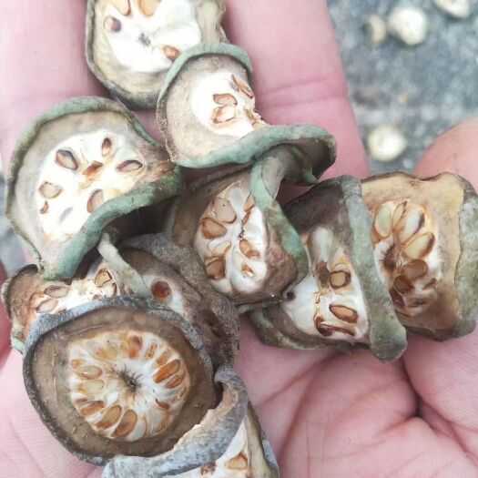 洛南县 预知子，干八月瓜片