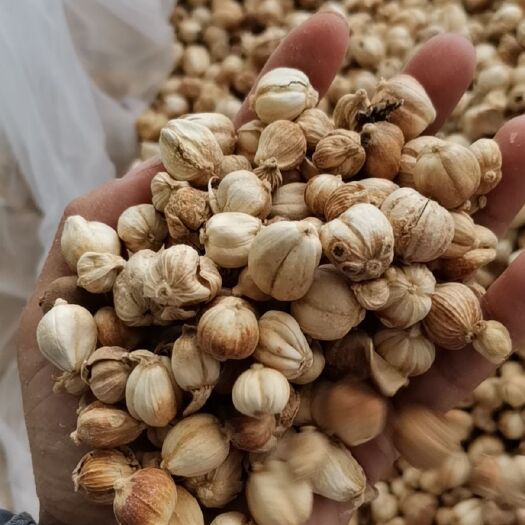 白寇  白豆蔻