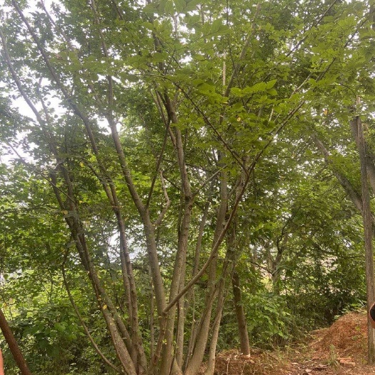 益阳 丛生朴树