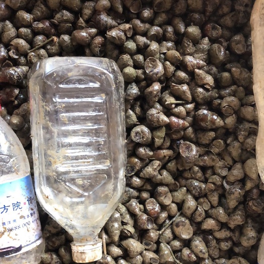 柳州 大量出售石螺，货源稳定，价钱便宜，货靓！