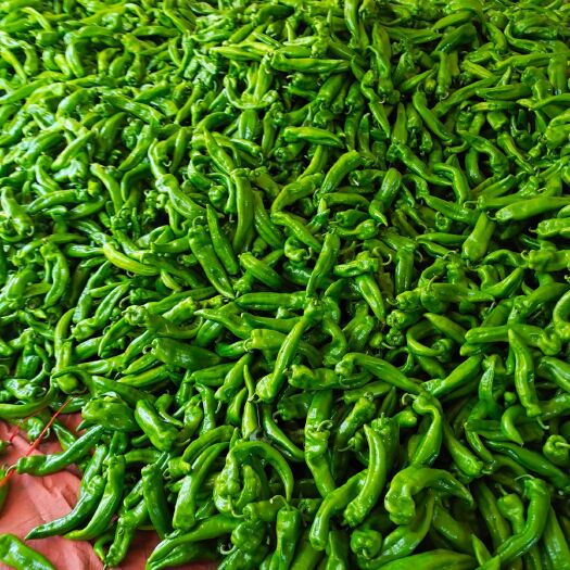 阿旗尖椒 冷棚牛椒   红椒  质量好