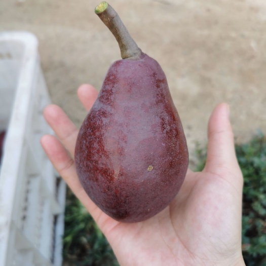 龙口市 自己种植红啤梨，个头大批发零售都可以