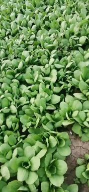 曹县 精品小油菜