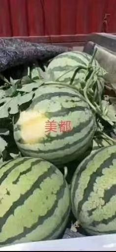 蒲城县美都西瓜 美都