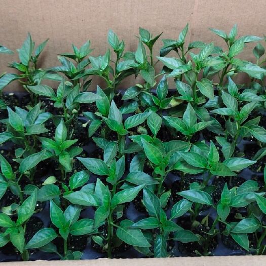 达州青椒苗 8～10片真叶