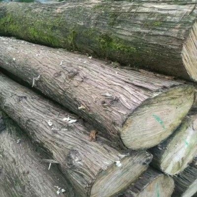 富源县 大量柏木