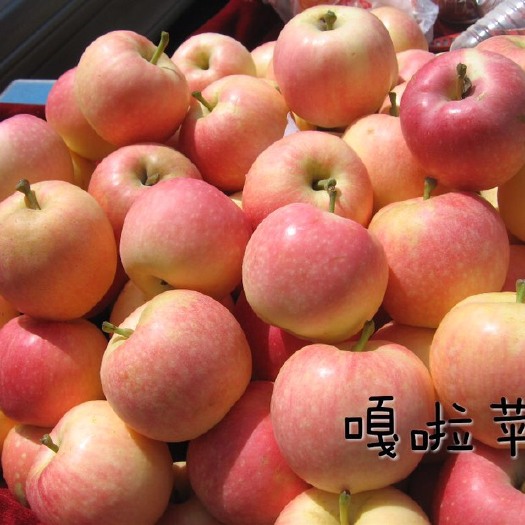 西安 陕西嘎拉苹果预定开始