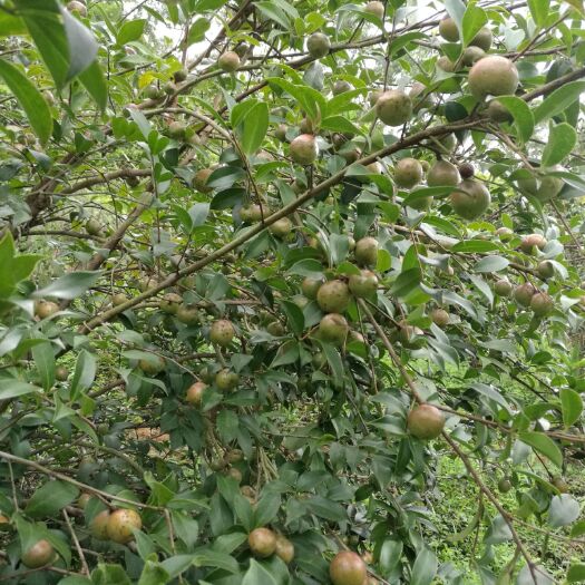 茶籽油茶果鲜油茶果