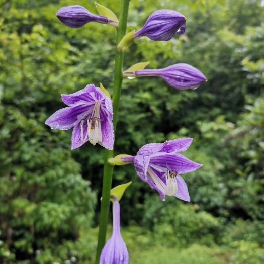恩施市 玉簪花