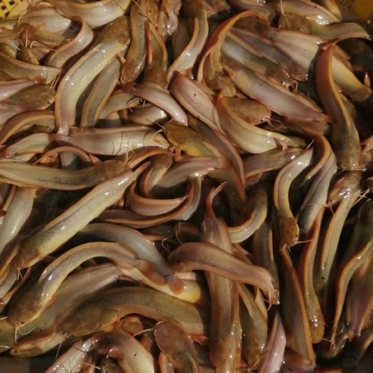 广州塘鲺苗  杂交塘鲺鱼苗