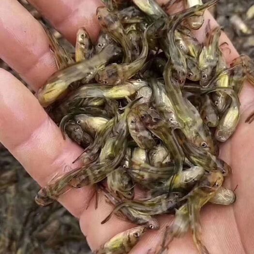 广州黄骨鱼苗  杂交黄桑鱼苗